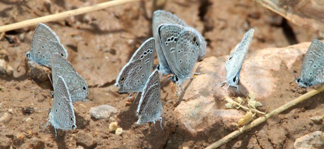 BLUE, REAKIRT'S and CERAUNUS (Echinarguus isola and Hemiargus ceraunus) (10-1-11) san rafael grasslands, scc, az -01