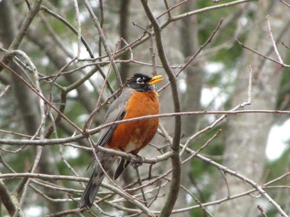 Robin in tree branches