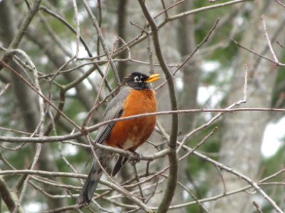 Robin in tree branches photo