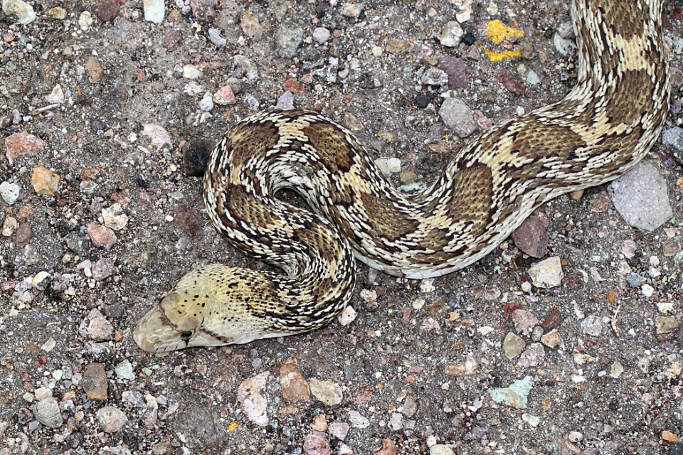 SNAKE, GOPHER (pituophis catenifer) (8-11-11) patagonia cemetary, scc, az -02
