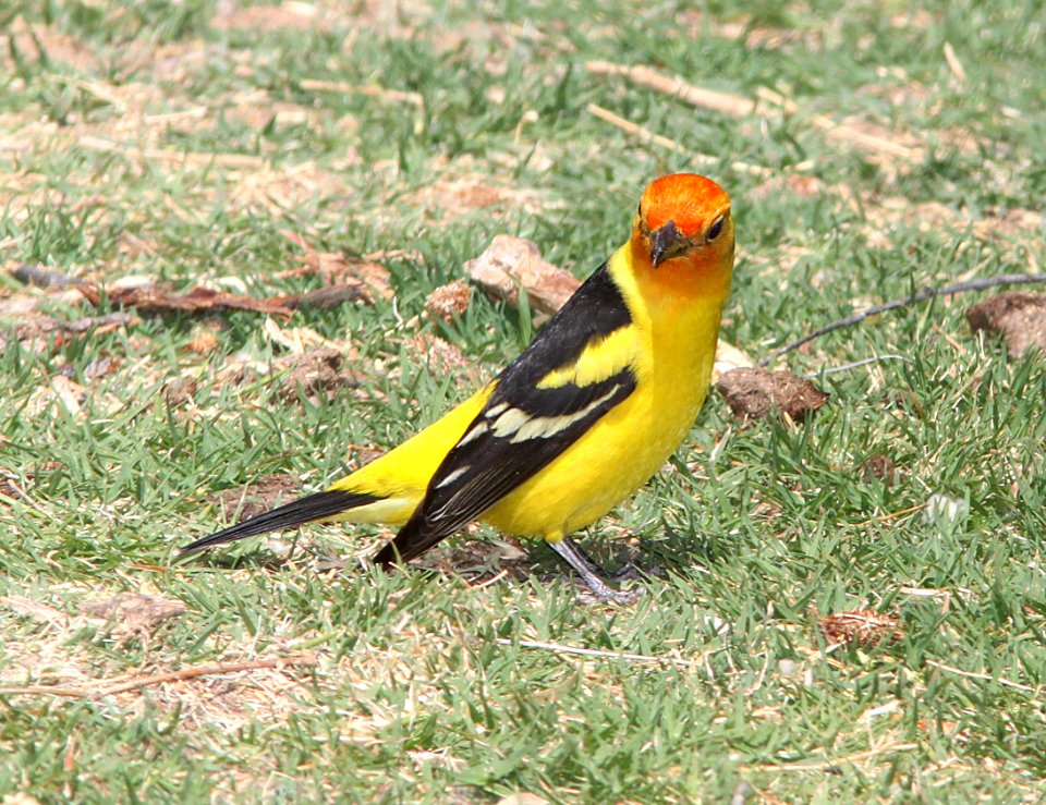TANAGER, WESTERN (5-10-11) patagonia lake, scc, az -05