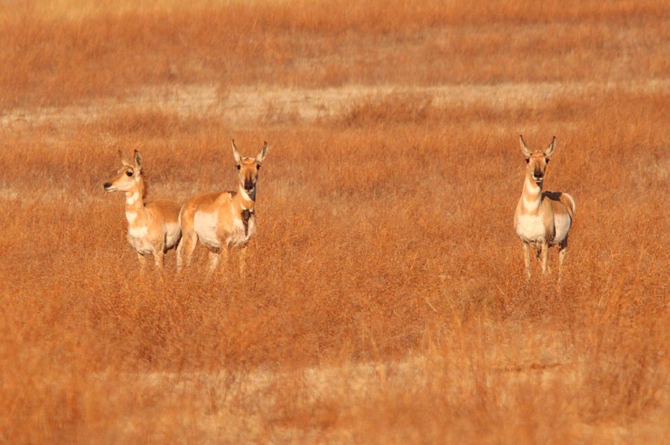 PRONGHORN (Antilocapra americana) (5-7-11) san rafael grasslands, scc, az -01