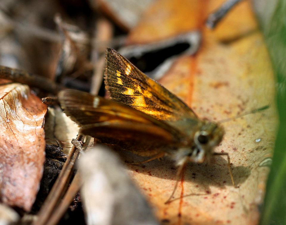 SKIPPER, TAXILES (Poanes taxiles) (8-8-11) madera canyon, scc, az -05