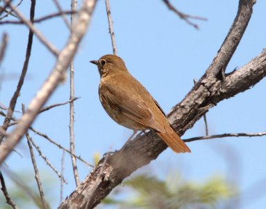 THRUSH, SWAINSON'S (5-10-11) patagonia lake, scc, az -01