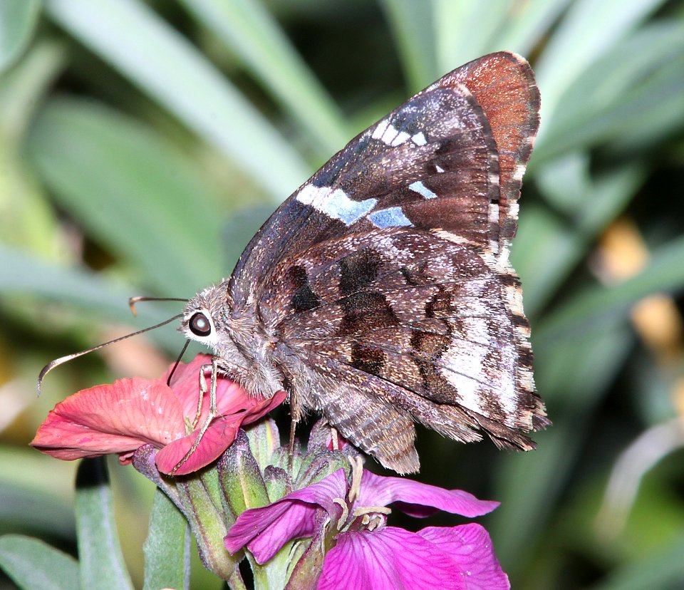 SKIPPER, ARIZONA (Codatractus arizonensis) (7-30-11) patagonia butterfly garden, scc, az - 02