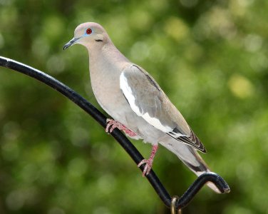 DOVE, WHITE-WINGED (4-27-11) paton's, patagonia, az -01