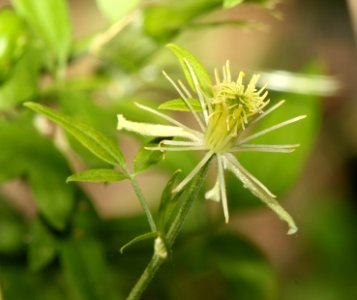 VIRGIN'S BOWER (Clematis, drummondii) (5-13-11) patagonia lake, scc, az -01