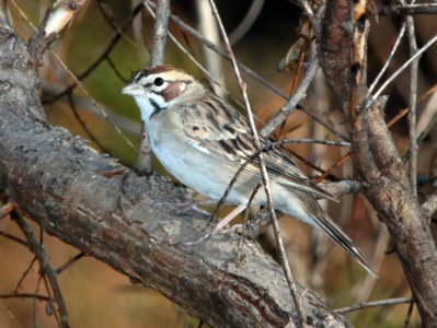 SPARROW, LARK (9-25-11) pena blanca lake, scc, az - 01