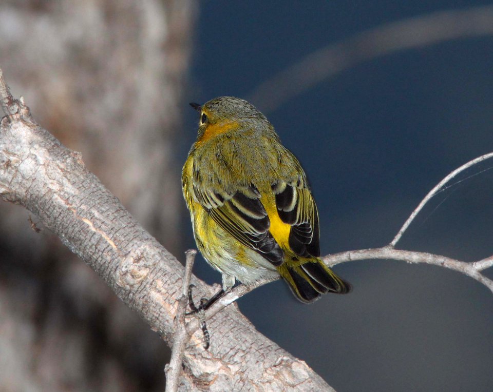 WARBLER, CAPE MAY (9-24-11) pena blanca lake, scc, az -14