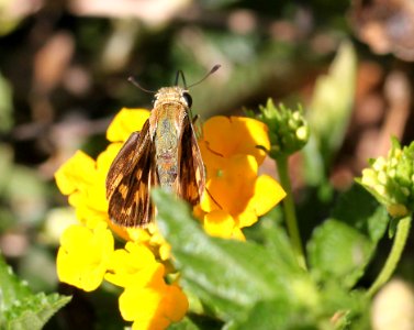 SKIPPER, FIERY (Hylrphila phyleus) (10-2-11) fem, patagonia butterfly garden, scc, az -01