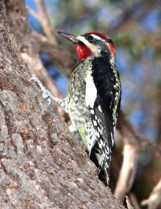 SAPSUCKER, RED-NAPED (9-25-11) pena blanca lake, scc, az - 03