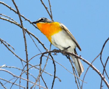 CHAT, YELLOW-BREASTED (5-30-11) patagonia lake, scc, az -04