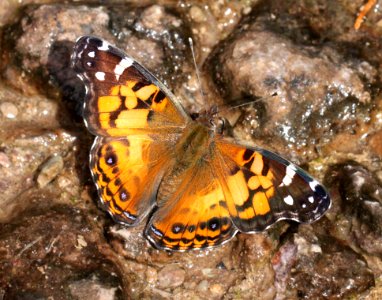LADY, PAINTED (Vanessa virginiensis) (10-3-11) garden canyon, huachuca mts, cochise co, az -01