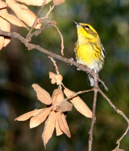 WARBLER, TOWNSEND'S (9-25-11) pena blanca lake, scc, az - 07