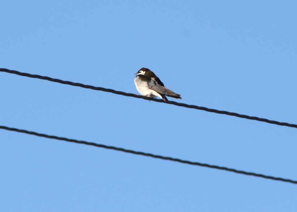 SWALLOW, VIOLET-GREEN (5-11-11) kino springs, scc, az -01