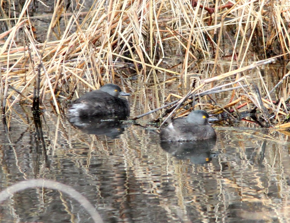 GREBE, LEAST (12-31-10) pena blanca lake, scc, az -01
