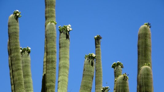 2018.05.19 Catalina State Park