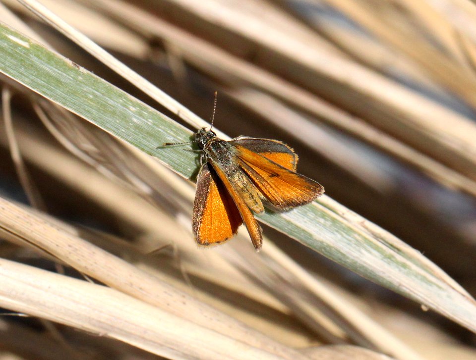 SKIPPERLING, TROPICAL LEAST (Ancyloxypha arene) (10-1-11) red mt road, harshaw road, scc, az -01