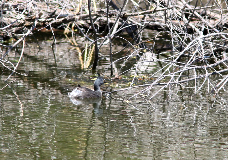 GREBE, LEAST (5-14-11) nest-building, pena blanca lake, scc.az -01