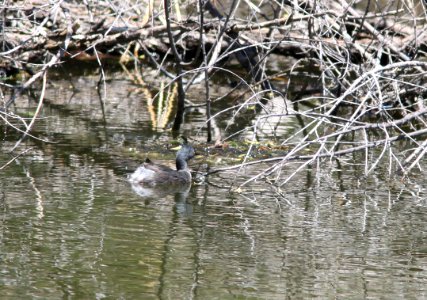 GREBE, LEAST (5-14-11) nest-building, pena blanca lake, scc.az -01