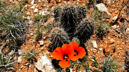 2019.04.07 Catalina State Park