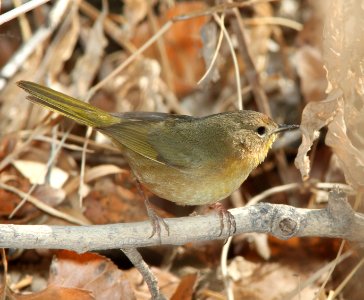 YELLOWTHROAT, NORTHERN (1-2-11) north along river from santa gertrudis lane, tumacacori, scc, az - 02