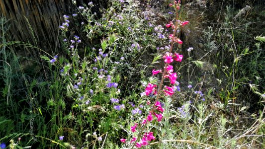 2019.04.07 Catalina State Park photo