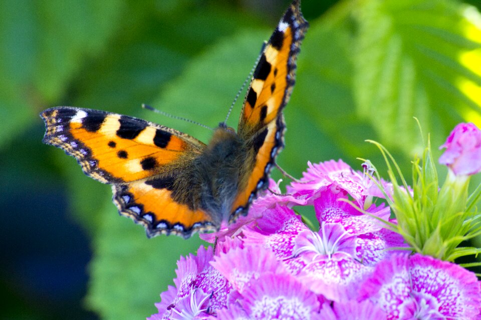 Macro butterfly nature
