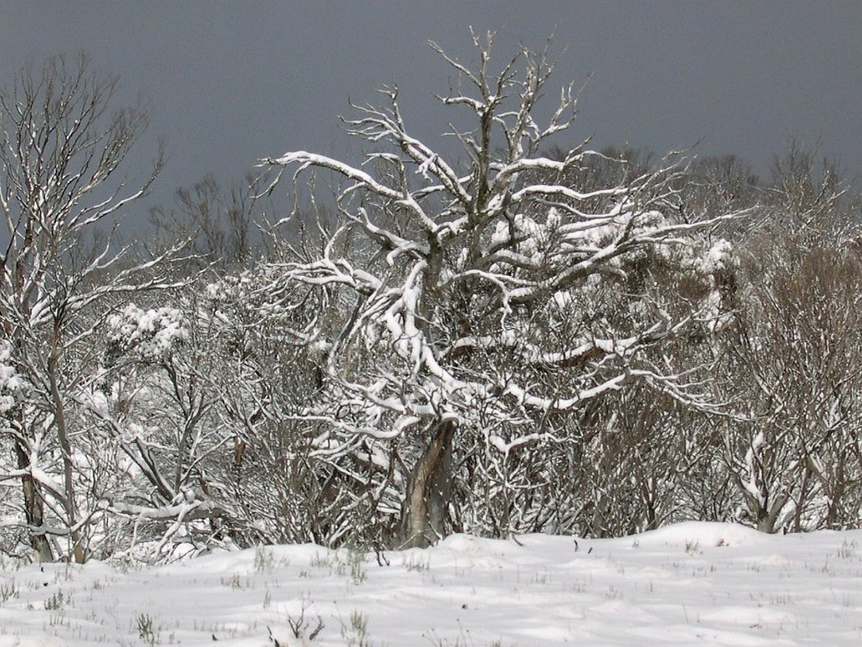 Snow scene - NSW Snowy Mountains