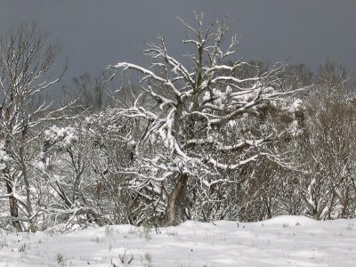 Snow scene - NSW Snowy Mountains