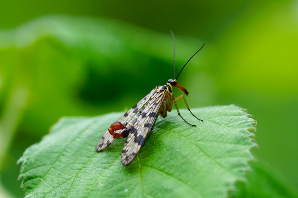 Nature wing sting