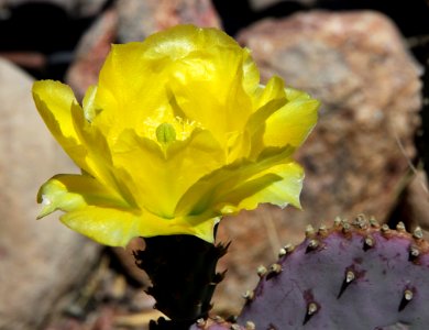 PRICKLYPEAR, SANTA RITA (Opuntia santa-rita) (5-16-11) 78 circulo montana, patagonia lake ranch estates, scc, az -01