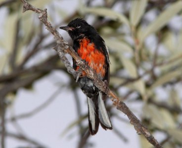 REDSTART, PAINTED (7-19-11) humboldt cyn, scc,az -01