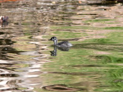 GREBE, LEAST (5-14-11)  juv, pena blanca lake, scc.az -03