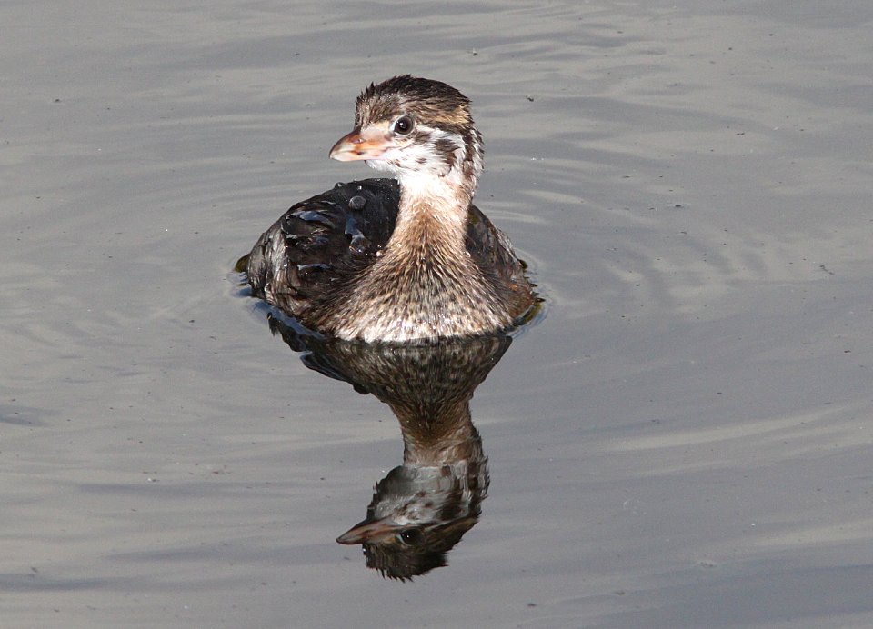 GREBE, PIED-BILLED (7-28-11) patagonia lake state park, scc, az -02