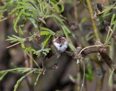 HUMMINGBIRD, CALLIOPE (4-4-11) 78 circulo montana, patagonia lake ranch estates, scc, az -01
