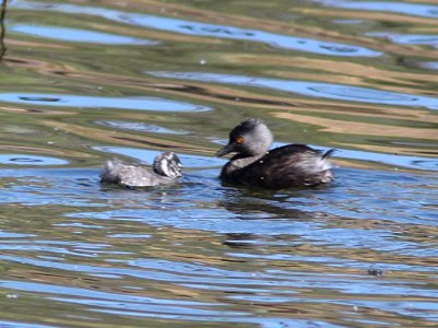 GREBE, LEAST (5-14-11) food received by juv, pena blanca lake, scc.az -02