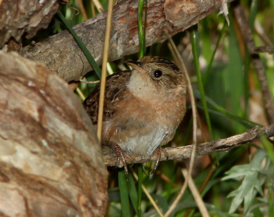 WREN, SEDGE (4-5-11) pena blanca lake, scc, az -  (7)