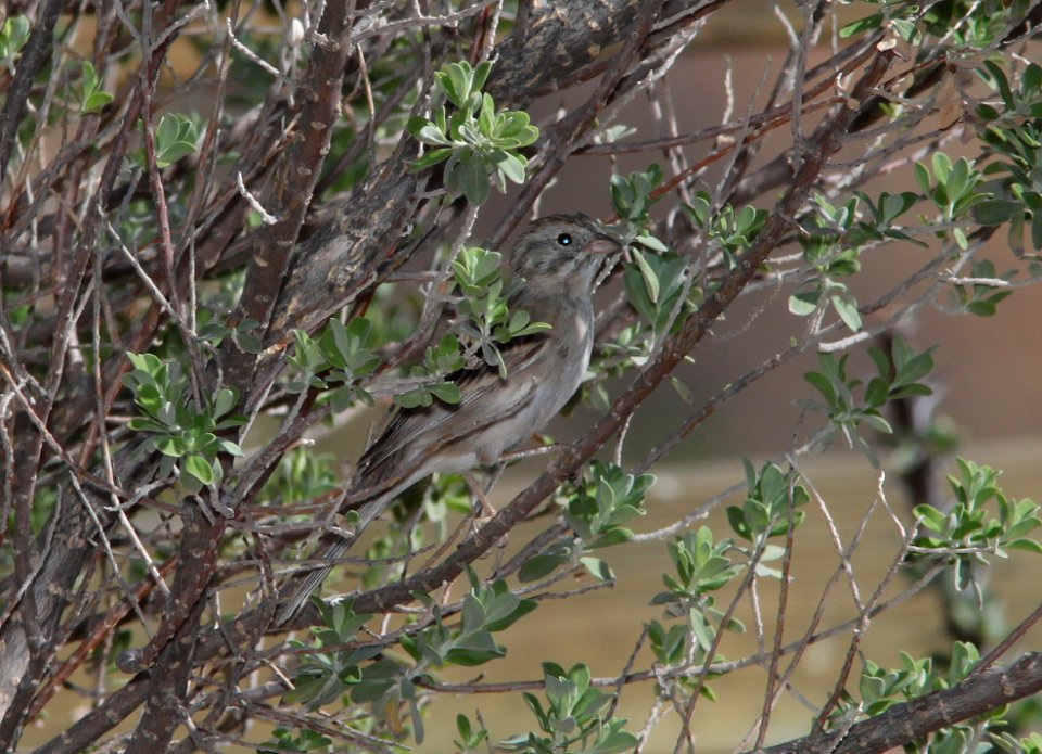 SPARROW, CASSIN'S (4-27-11) 78 circulo montana, patagonia lake ranch estates, scc, az -01