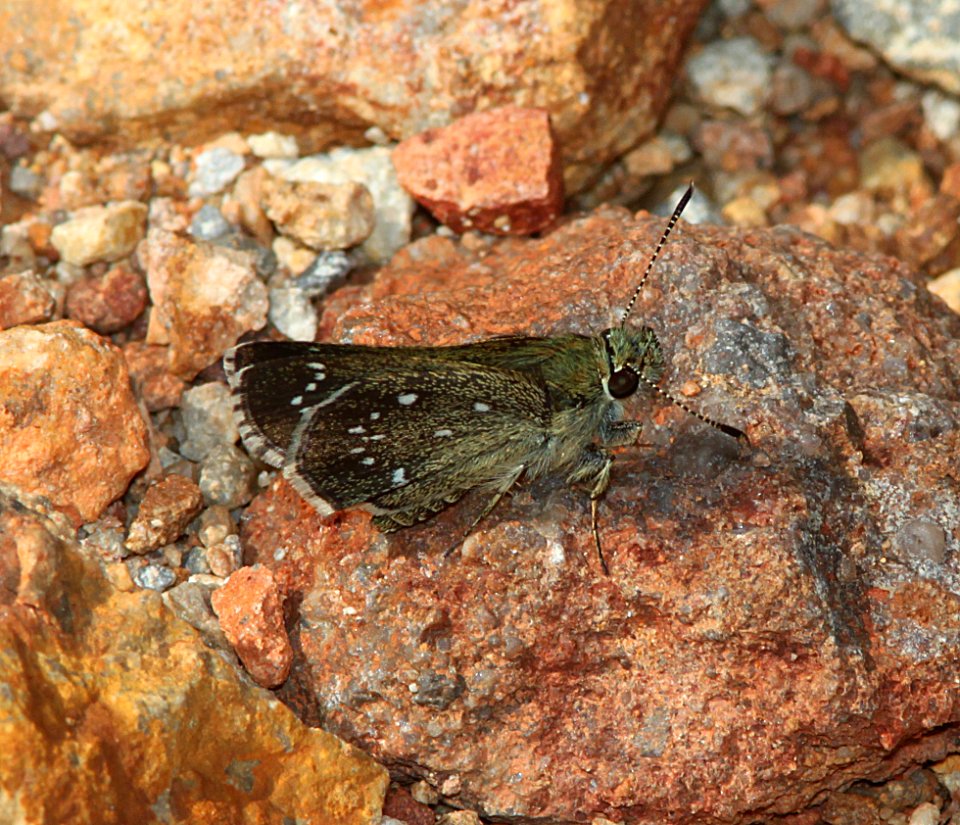 ROADSIDE-SKIPPER, ELISSA (Amblyscirtes elissa) (7-19-11) humboldt cyn, patagonia hills, scc, az -01b