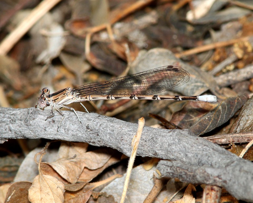 DANCER, VIVID (Argia vivida) (7-6-11) patagonia-sonoita creek preserve, scc, az - 01