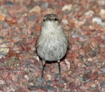 WREN, ROCK (3-30-11) 78 circulo montana, patagonia lake ranch estates, scc, az -02