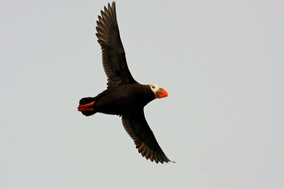 Tufted Puffin