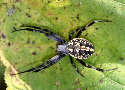 SPIDER, sp (9-12-11) blue have road, patagonia, scc, az -01
