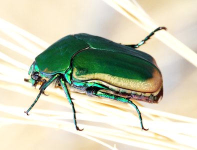 BEETLE, FIG (Cotinis mutabilis) (7-8-11) 78 circulo montana, patagonia lake ranch estates, scc, az -02