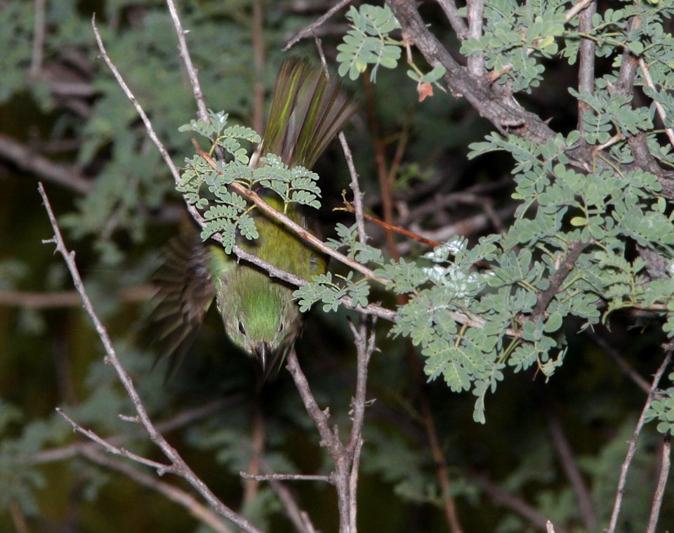 BUNTING, PAINTED (9-6-11) kino springs, scc, az -02