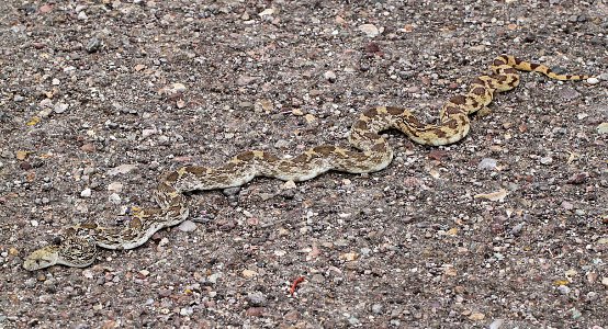 SNAKE, GOPHER (pituophis catenifer) (8-11-11) patagonia cemetary, scc, az -01