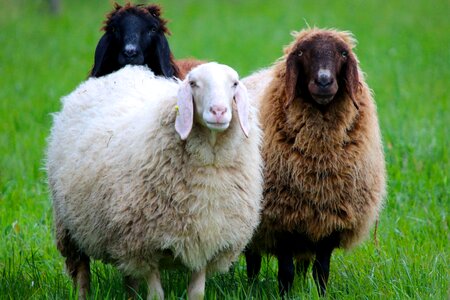 Sheep wool watch photo