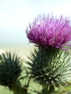 Plant close up scotland photo