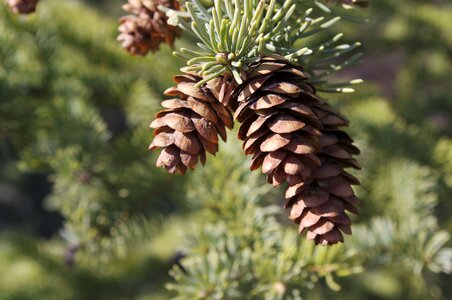 Pine cone nature photo